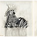 Zebra Sisiters Diptych 2x